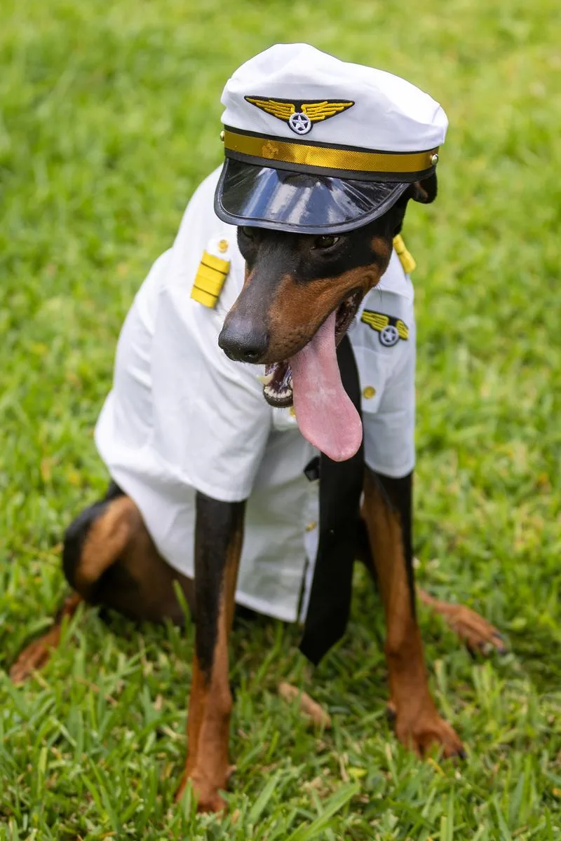 A young medium-sized male Black Doberman Pinscher dog named Egan for adoption in Pearland, TX