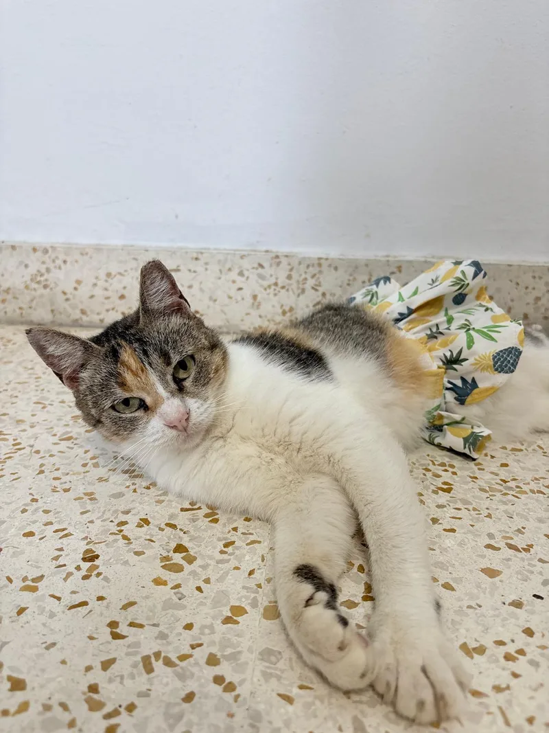 An adult medium-sized female White Calico cat named Truffle for adoption in New York, NY