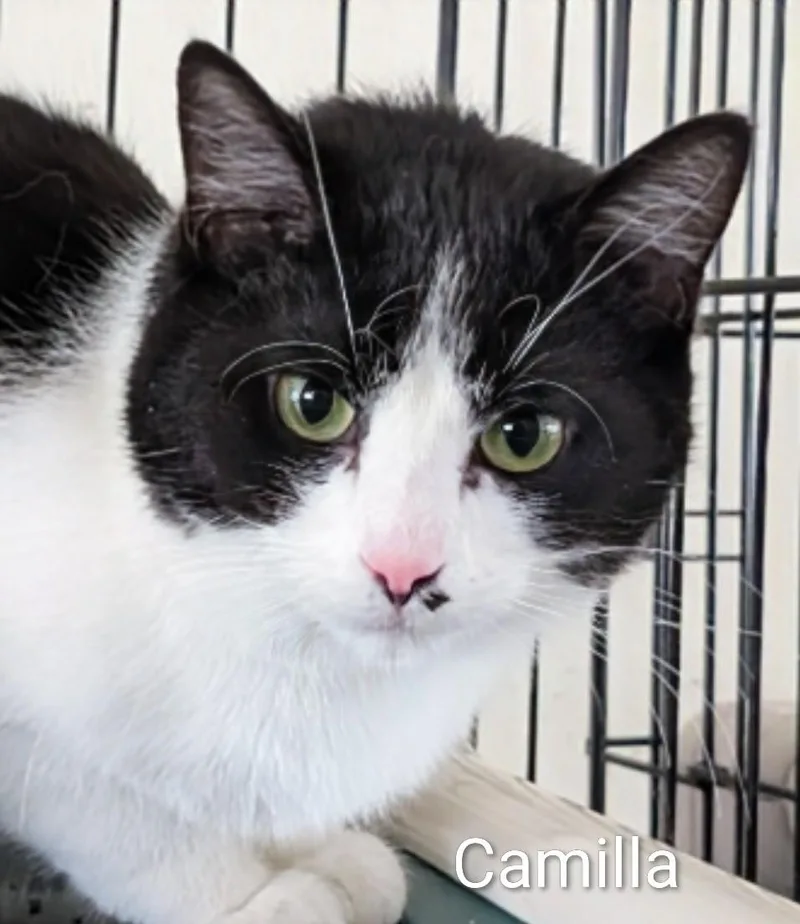 Camilla