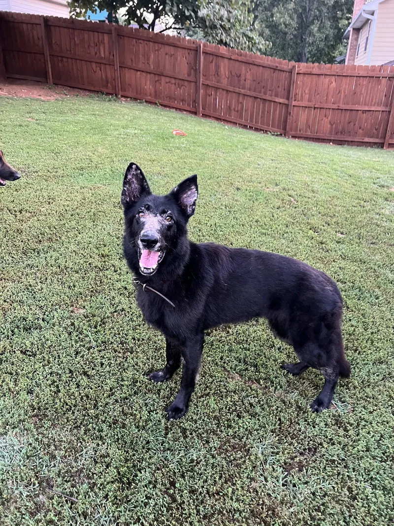 An adult medium-sized female German Shepherd Dog dog named Keiko for adoption in Centreville, VA