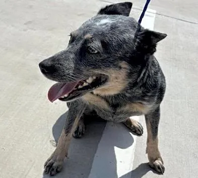 A young medium-sized female Australian Cattle Dog / Blue Heeler dog named A for adoption in Houston, TX