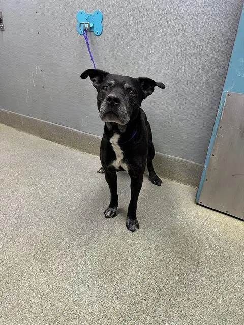 An adult large-sized male Pit Bull Terrier dog named Parachute for adoption in Las Vegas, NV