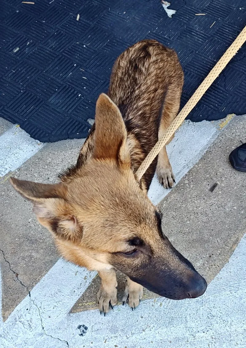 A baby large-sized female Tricolor (Brown, Black, & White) German Shepherd Dog dog named Ruex for adoption in Greeneville , TN