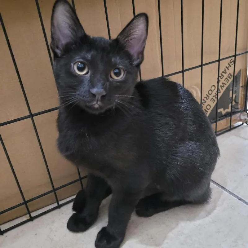 A baby small-sized female Black Domestic Short Hair cat named Lupin for adoption in Leander, TX