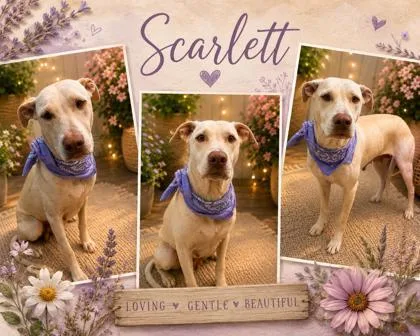 An adult large-sized female Labrador Retriever dog named Scarlett for adoption in Seagoville, TX