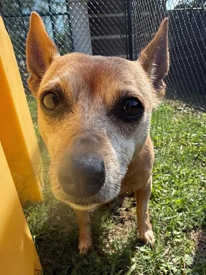 A senior small-sized male Chihuahua dog named Carly for adoption in Conway, SC