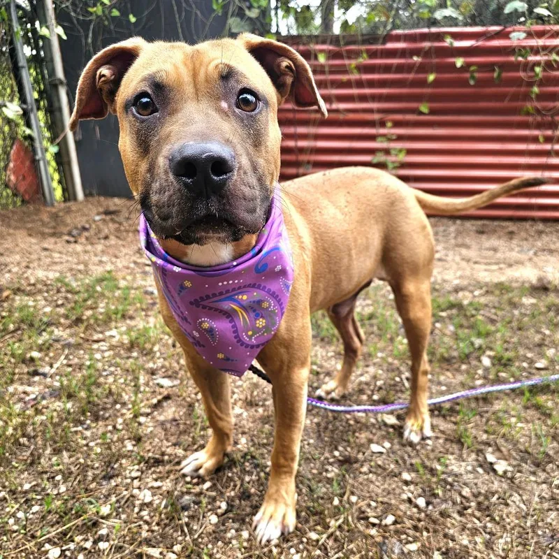 An adult medium-sized male Yellow / Tan / Blond / Fawn Boxer dog named Lloyd for adoption in Austin, TX
