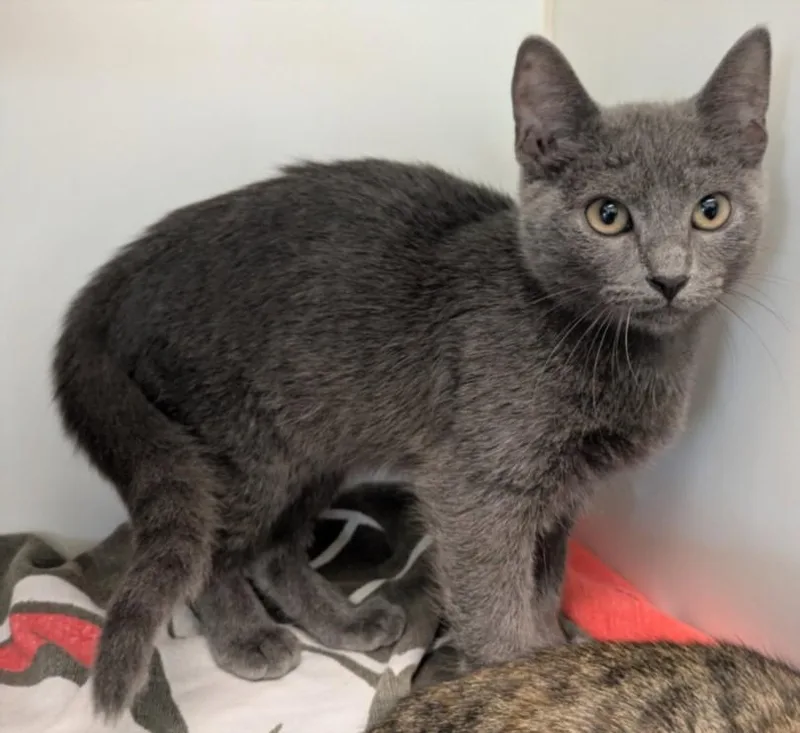 A baby medium-sized female Domestic Short Hair cat named Yoko for adoption in Texas City, TX