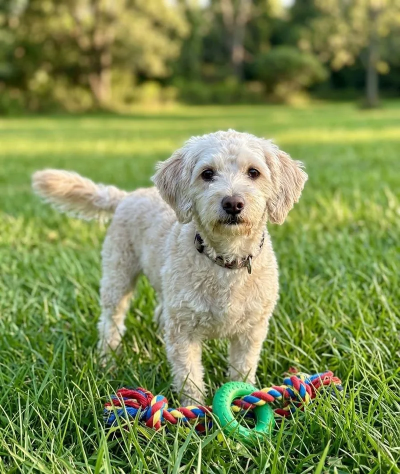 An adult small-sized female Poodle dog named Nina for adoption in North Prairie, WI