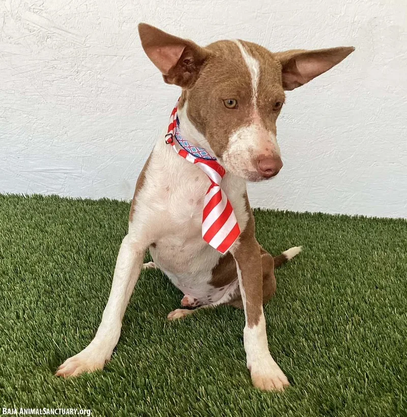 A baby medium-sized male Yellow / Tan / Blond / Fawn Australian Kelpie dog named Nash for adoption in San Diego, CA