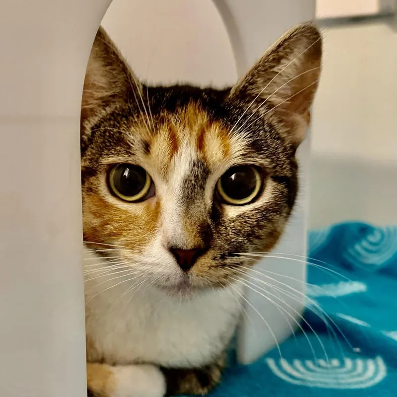 An adult medium-sized female Domestic Short Hair cat named Hedy Lamarr for adoption in Los Angeles, CA