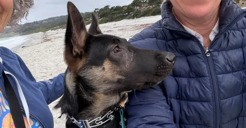 A young medium-sized male German Shepherd Dog dog named Cooper OAS for adoption in Cupertino, CA