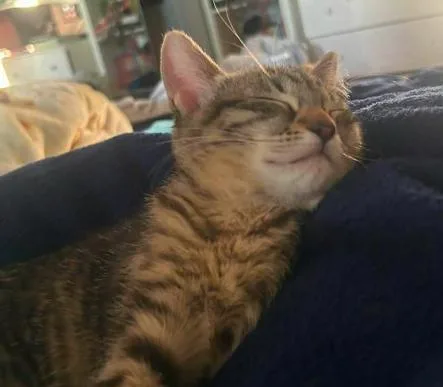 A baby medium-sized female Tabby (Brown / Chocolate) Domestic Short Hair cat named Meg for adoption in oceanside, CA