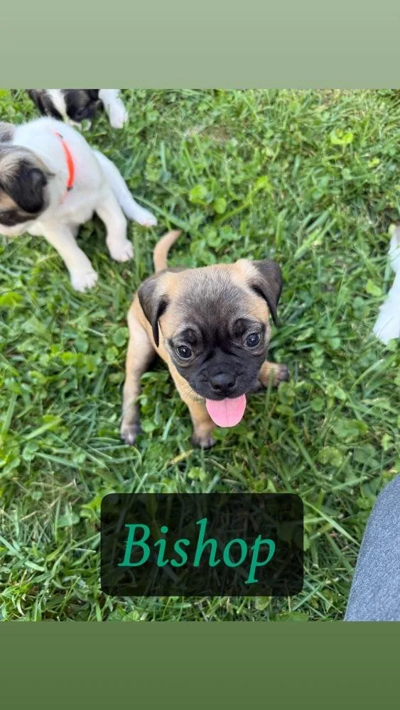 Bishop