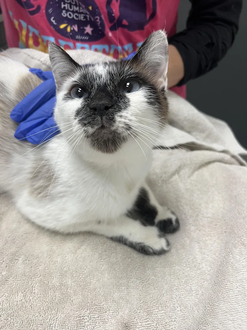 An adult medium-sized female Siamese cat named Honey for adoption in Chico, CA