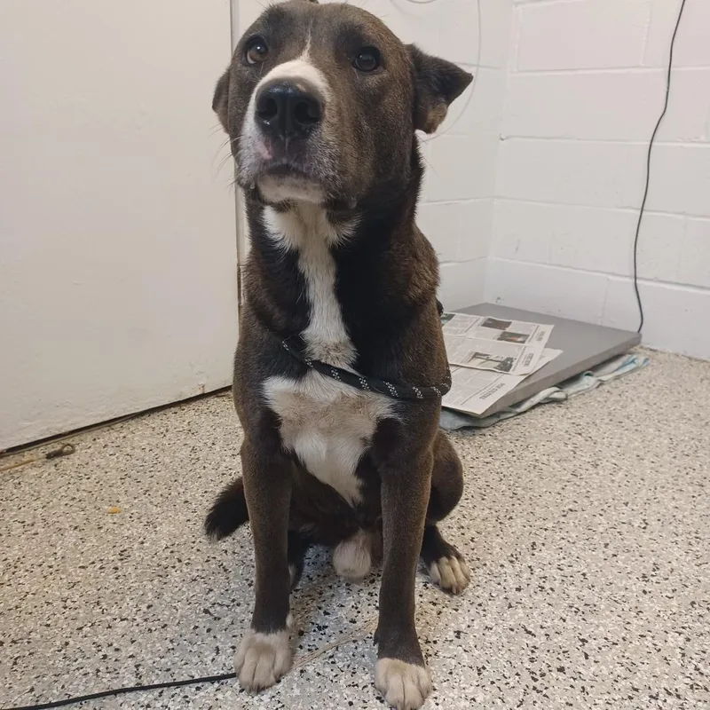 An adult medium-sized male Brown / Chocolate Shepherd dog named Sky for adoption in Hattiesburg, MS