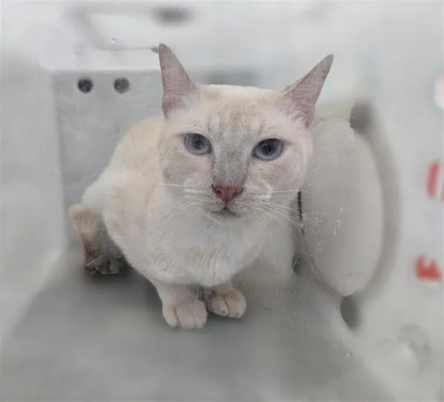 An adult medium-sized male Domestic Short Hair cat named Torchy for adoption in Dallas, TX