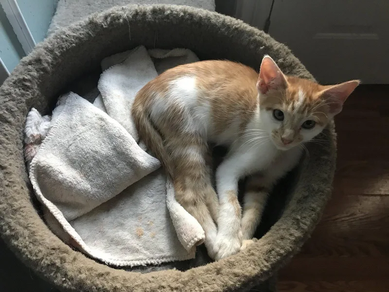 An adult medium-sized male Tabby cat named Enzo Must for adoption in Georgetown, KY