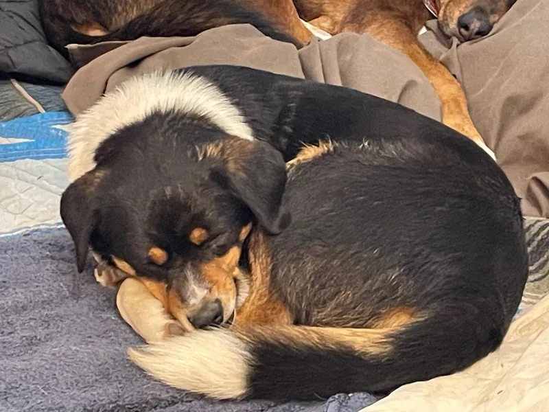 Nicolage thumbnail 2