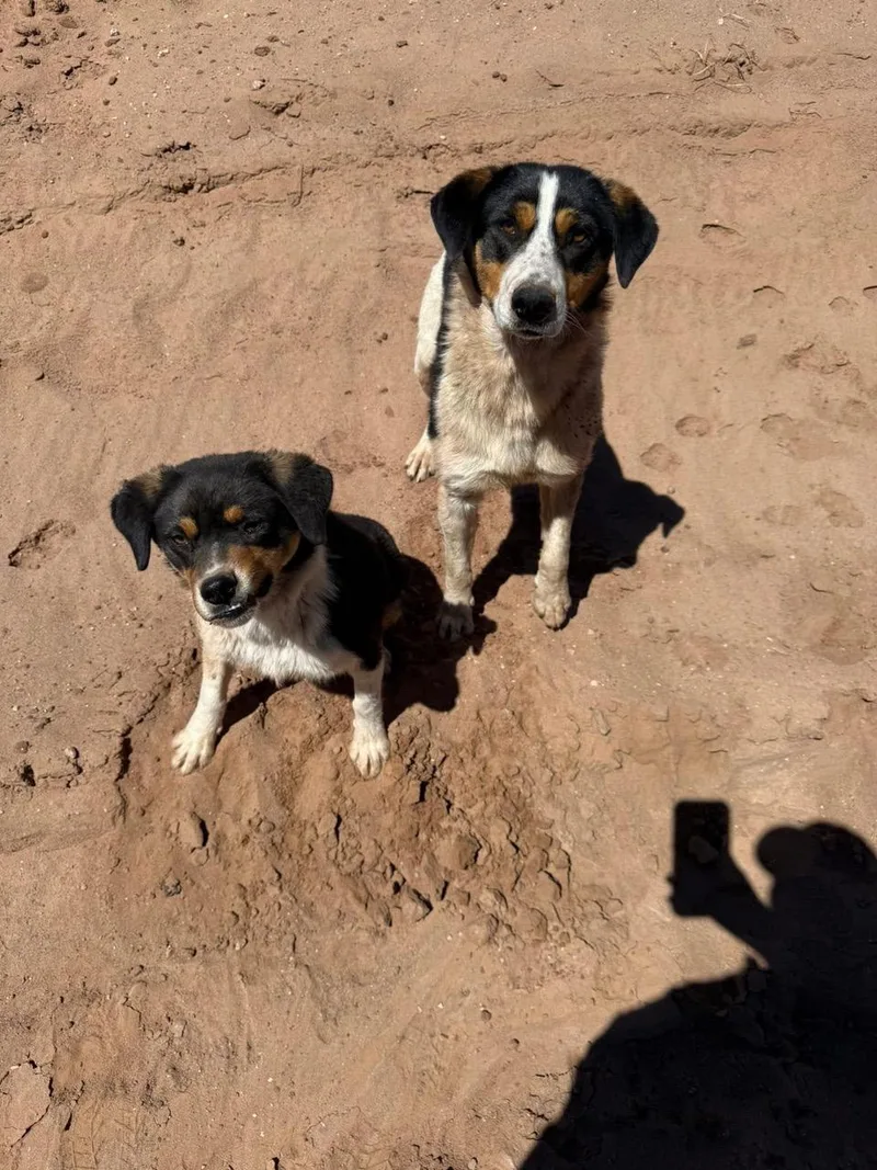 Nicolage thumbnail 3