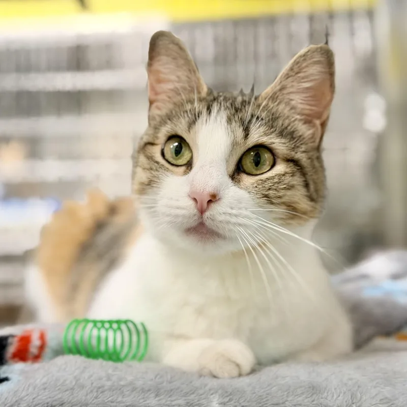 An adult medium-sized female Calico Domestic Short Hair cat named Mee Chew for adoption in Jackson, NJ