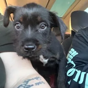 A baby medium-sized female Australian Cattle Dog / Blue Heeler dog named Lupita for adoption in Lodi, CA