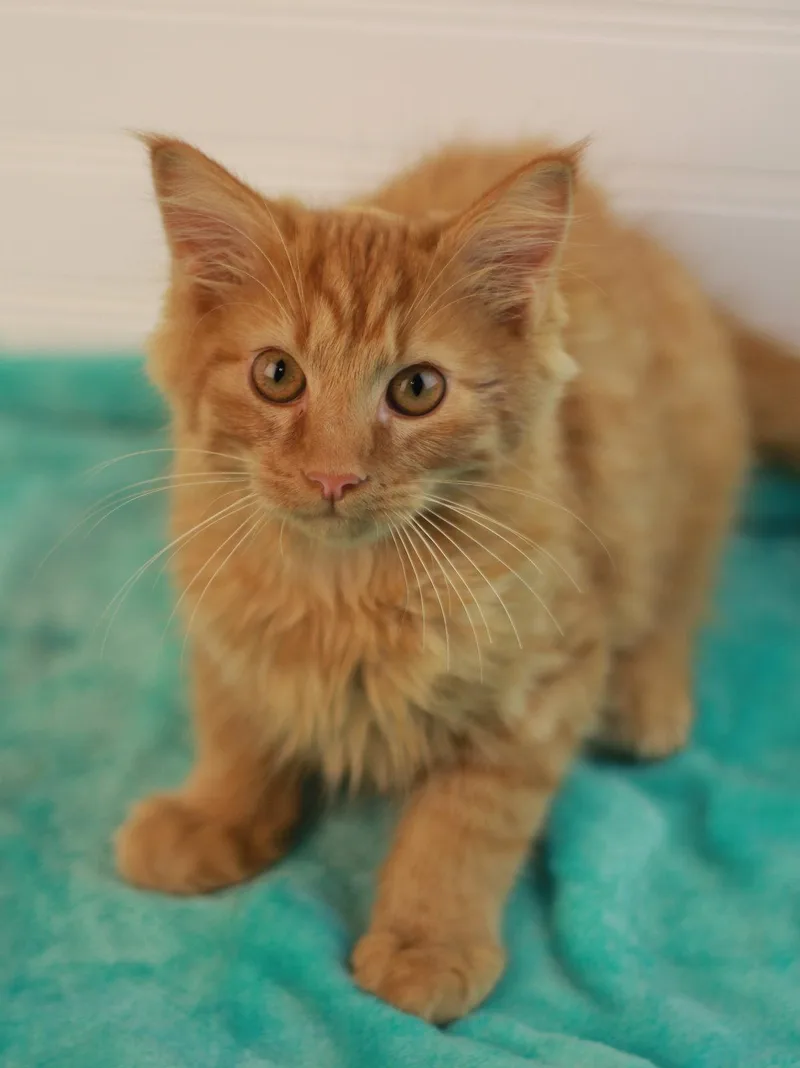 A baby small-sized male Orange / Red Domestic Long Hair cat named Pumpkin for adoption in Cookeville, TN