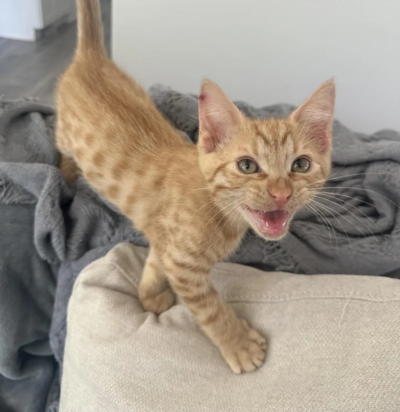 A baby small-sized male Domestic Short Hair cat named Toffee for adoption in Carlsbad, CA