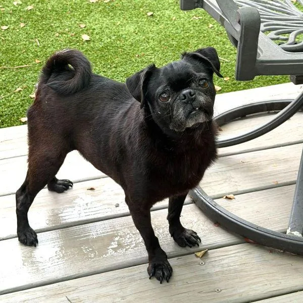 Poppyseed