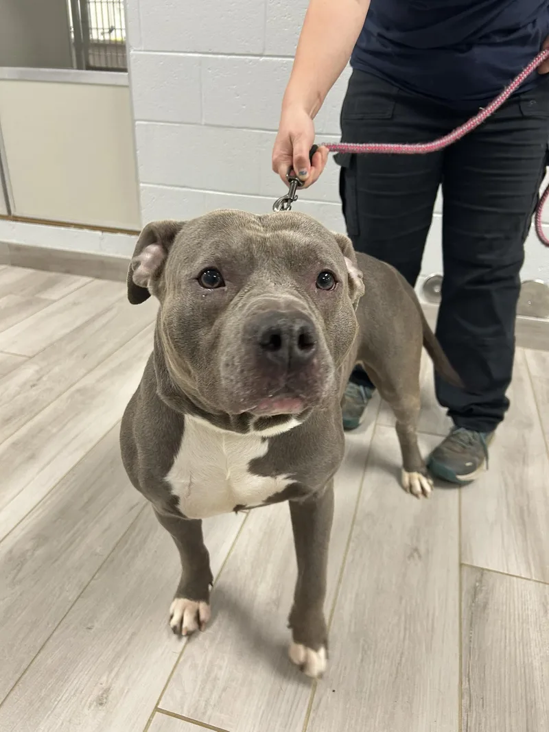 An adult medium-sized male Gray / Blue / Silver American Staffordshire Terrier dog named Popeye for adoption in Maidens, VA