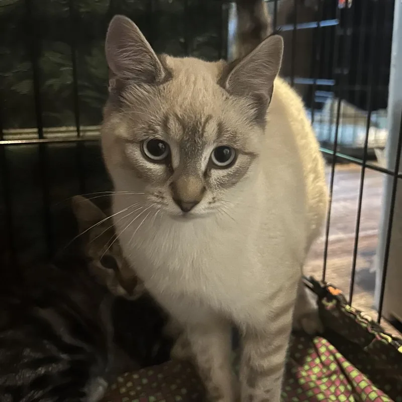 A baby small-sized female White Domestic Short Hair cat named Chatter for adoption in Veneta, OR