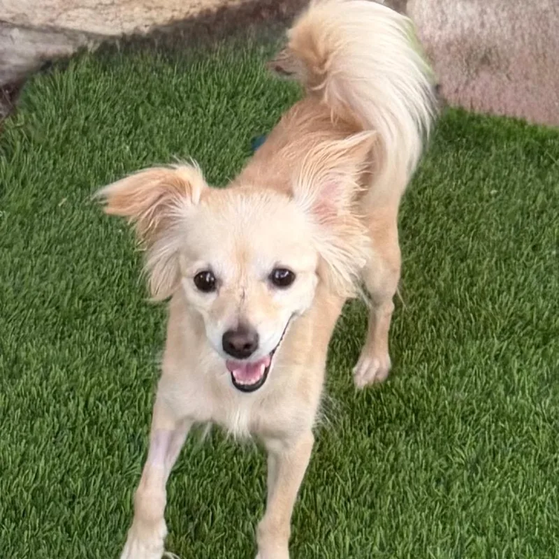 An adult small-sized female White / Cream Chihuahua dog named Magnolia for adoption in Las Vegas, NV