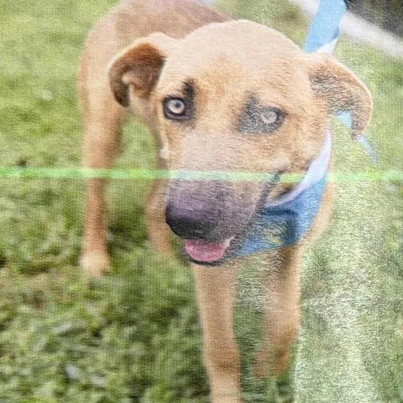 A young medium-sized male Brown / Chocolate Shepherd dog named Finn for adoption in Hagerstown, MD