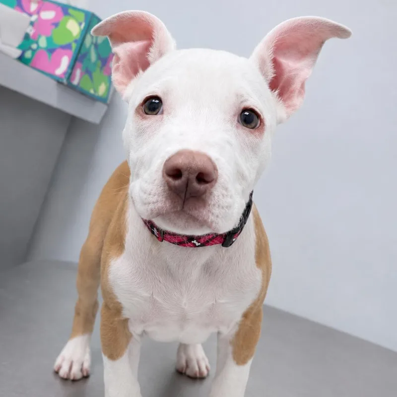 A baby small-sized female White / Cream Pit Bull Terrier dog named Missy for adoption in Northville, MI