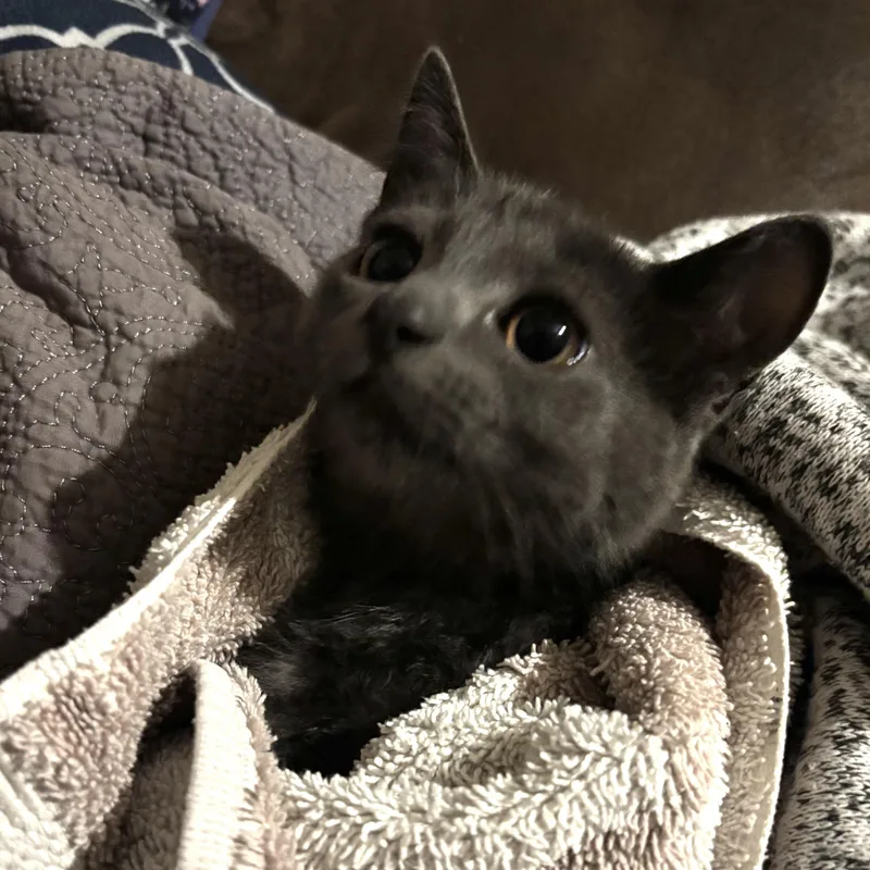 A baby small-sized female Gray / Blue / Silver Russian Blue cat named Willow for adoption in Miami, FL