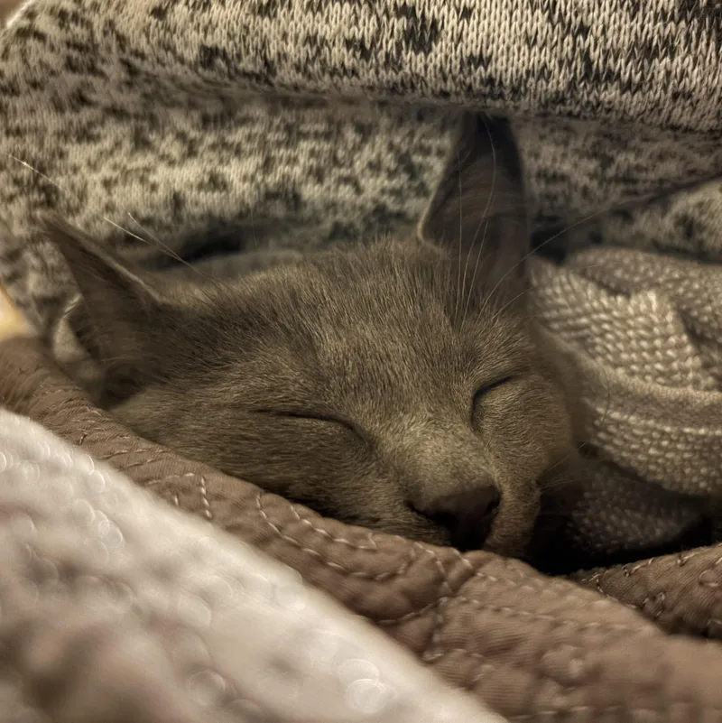 Willow thumbnail 4