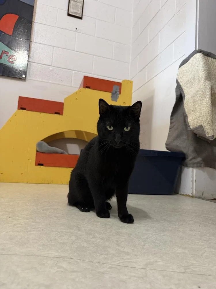 Pork Chop thumbnail 2