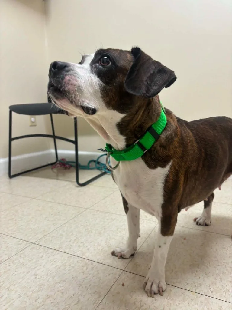 A senior medium-sized female Beagle dog named Honey for adoption in Fall River, MA