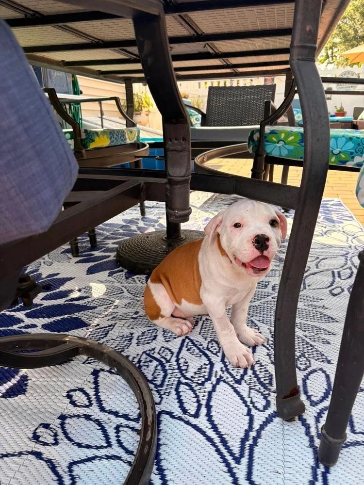 A baby medium-sized male Tricolor (Brown, Black, & White) American Staffordshire Terrier dog named Woody for adoption in Valley Stream, NY