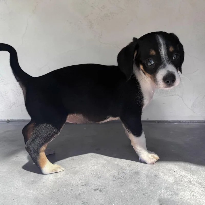A baby small-sized female Dachshund dog named Twyla for adoption in San Diego, CA