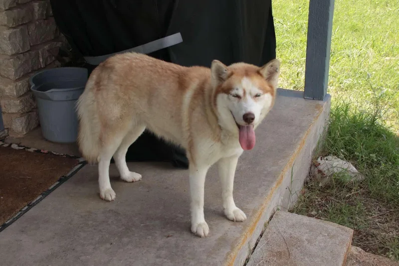 A young medium-sized female Apricot / Beige Siberian Husky dog named CIDERSweet Singer for adoption in Stephenville, TX