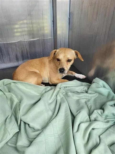 A young small-sized male Chihuahua dog named Cremita for adoption in San Antonio, TX
