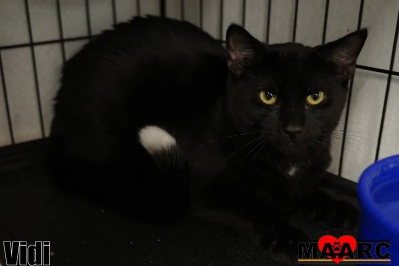 A young medium-sized male Domestic Short Hair cat named Vidi for adoption in Maryville, TN