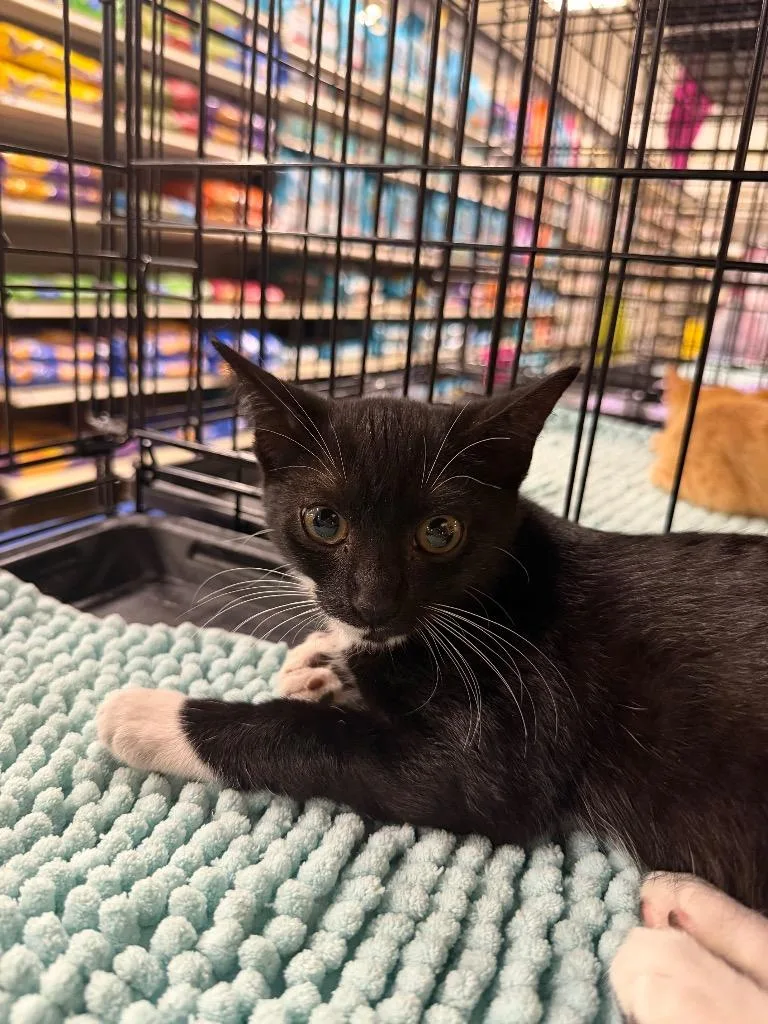 A baby large-sized male Domestic Short Hair cat named Max for adoption in warrenville, SC
