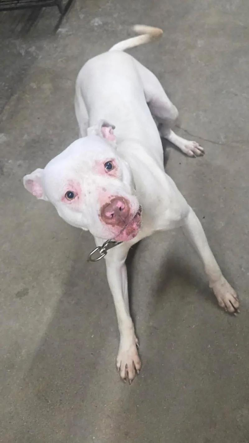 An adult medium-sized female White / Cream Pit Bull Terrier dog named Millicent for adoption in Granite City, IL