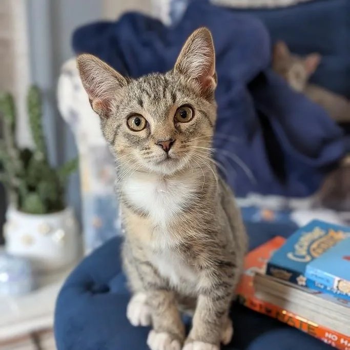 A baby small-sized male Tabby (Brown / Chocolate) Domestic Short Hair cat named Ducky for adoption in Richmond, VA