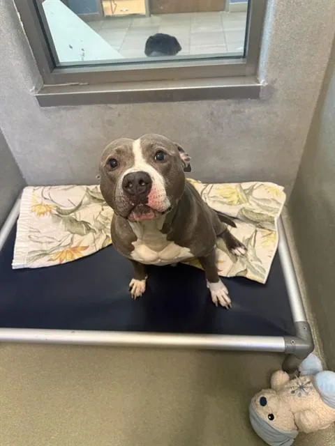An adult large-sized male American Staffordshire Terrier dog named Domino for adoption in Lees Summit, MO