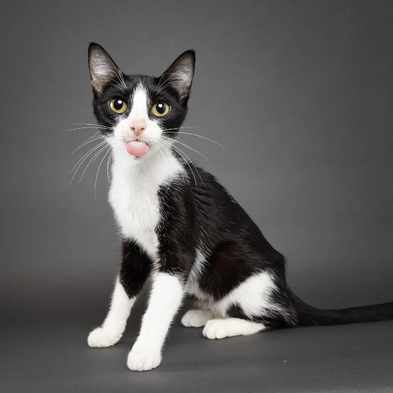 A young medium-sized female Black Domestic Short Hair cat named Starburst for adoption in Franklin, TN