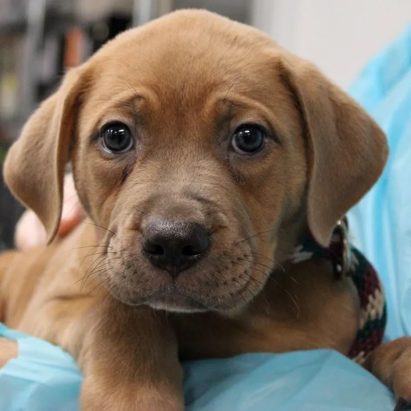 A baby medium-sized female Gray / Blue / Silver Mastiff dog named Sorbet for adoption in South Elgin, IL