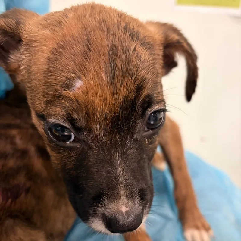 A baby small-sized female Brown / Chocolate Mixed Breed dog named Artemis for adoption in Charleston, WV